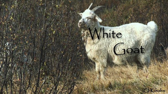 White Goat 