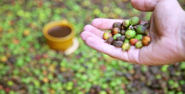 Farmer Showing Coffee Beans By Hand