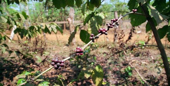 Coffee Tree Plantation, Laos 3