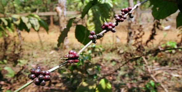 Coffee Tree Plantation, Laos 4