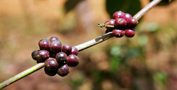 Coffee Tree Plantation, Laos 5