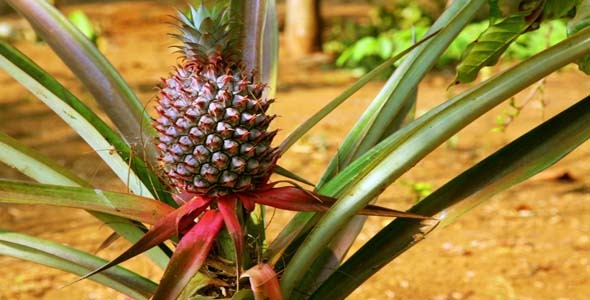 Pineapple Fruit Plantation, Laos 1