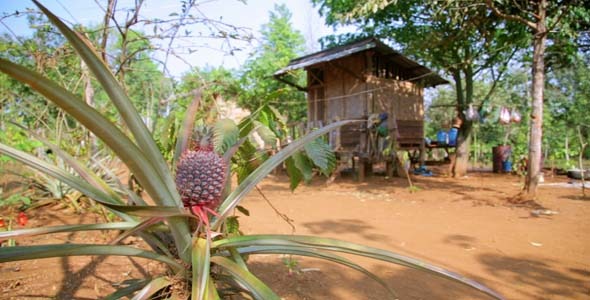 Pineapple Fruit Plantation, Laos 4