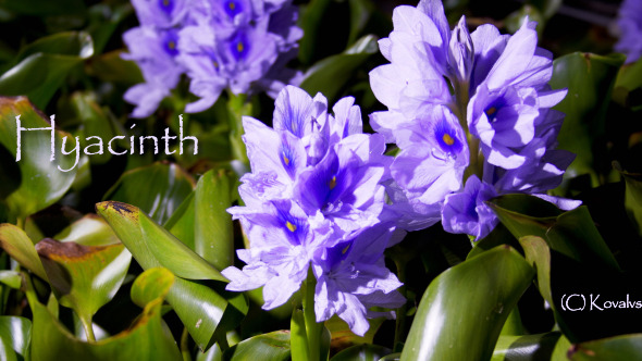 Water Hyacinth  2