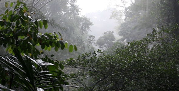 Ліси роблять дощ (Photo: VideoHive)