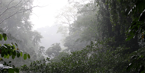 Rain in the Forest 2 alt