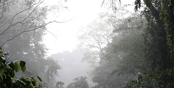 Rain in the Forest 3 alt