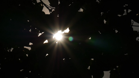Sun Ray Through Silhouette Leaf alt