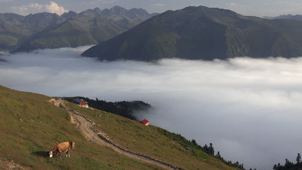 Cow in a Meadow Above Clouds alt