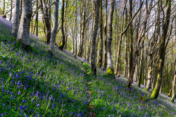Bluebell Woods - Stock Photo - Images