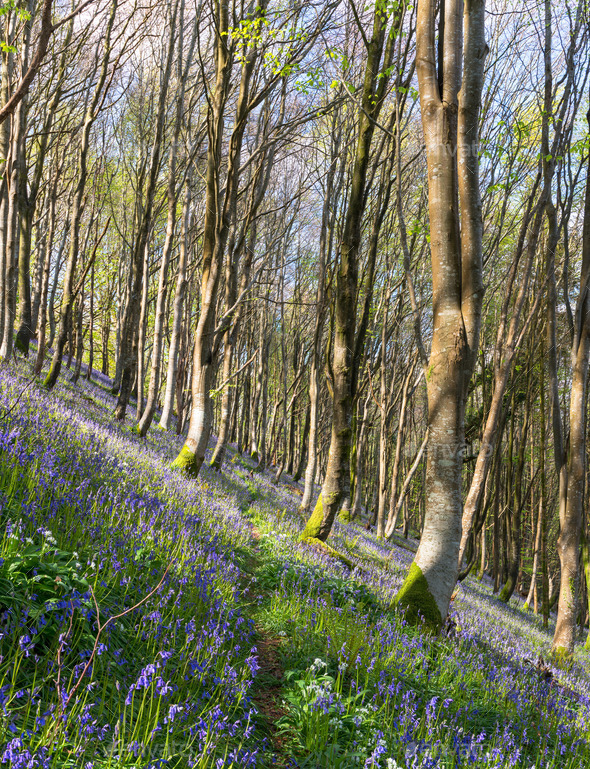 Bluebell Woods - Stock Photo - Images