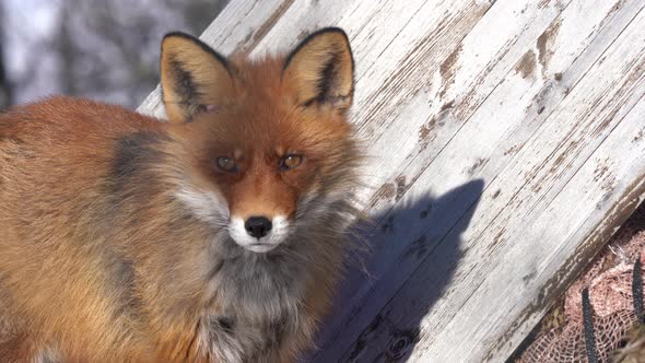 Sceptical red fox looking towards camera while standing close to wooden shelter inside Langedrag nat alt