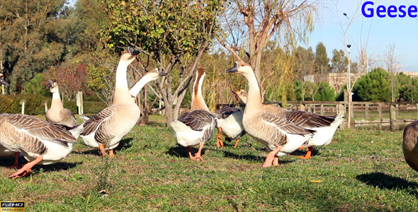 Geese alt