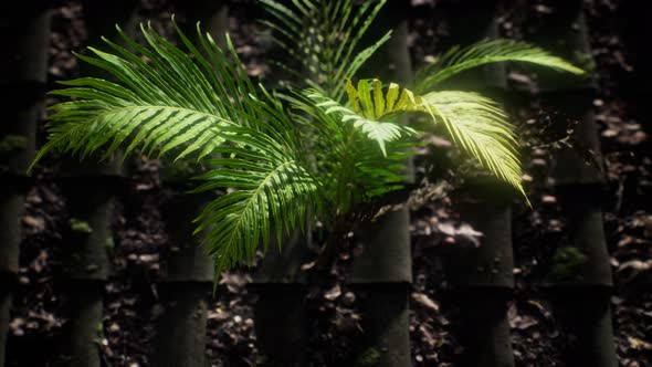 Moss and Fern on Old Roof alt