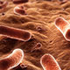 Live Bacteria - VideoHive Item for Sale