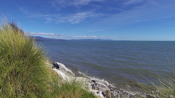 Dune Plants on Rocky Beach