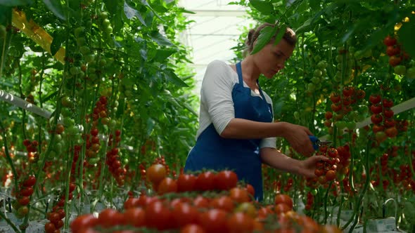 Woman Greenhouse Worker Picking Organic Tomatoes Branches in Plantation House alt