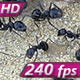 Anthill Black Ants - VideoHive Item for Sale