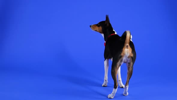 Rear View of Basenji Standing in Full Length in the Studio Against a Blue Background alt