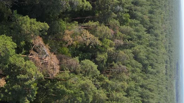 Vertical Video Aerial View of Trees in the Forest alt