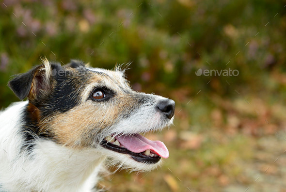 Jack Russell - Stock Photo - Images