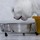 Cat Eats Cat Food - VideoHive Item for Sale