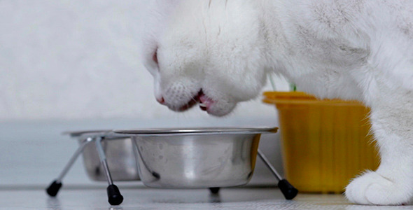 Cat Eats Cat Food