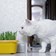 Cat Sniffing Grass - VideoHive Item for Sale