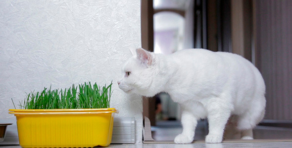 Cat Sniffing Grass