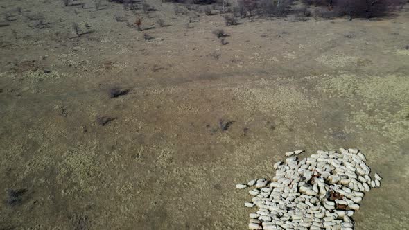 Flock of sheep drone view alt