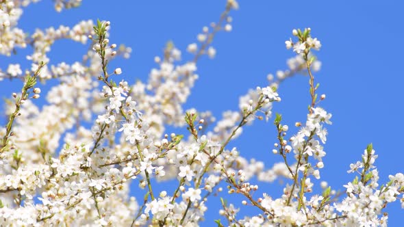 Flowers & Spring alt