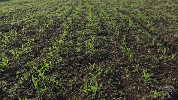 Young crops of corn Zea Mays from drone perspective 4K footage alt
