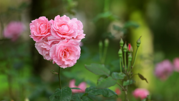 Pink Roses