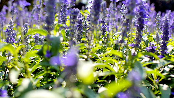 Blue Salvia Flower 02 alt