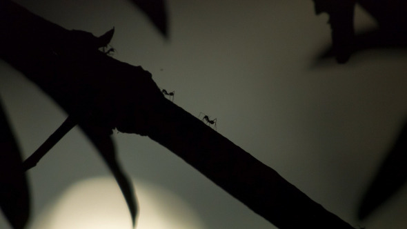 Ants In The Night alt