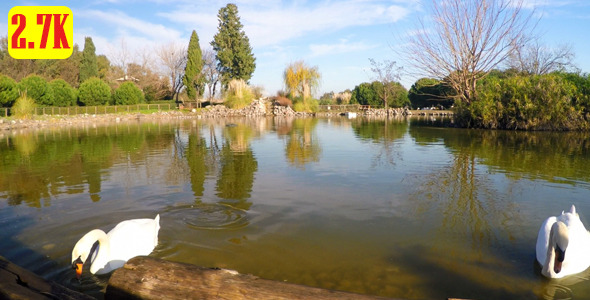Swan and Green Lake in the Park alt