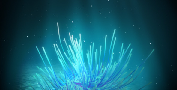 Underwater feather star loop