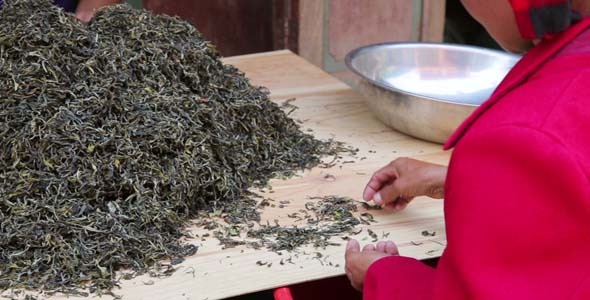 Woman Worker Separating Tea Leaves From Branches 2