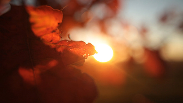 Leaf on the Tree in the Sunset