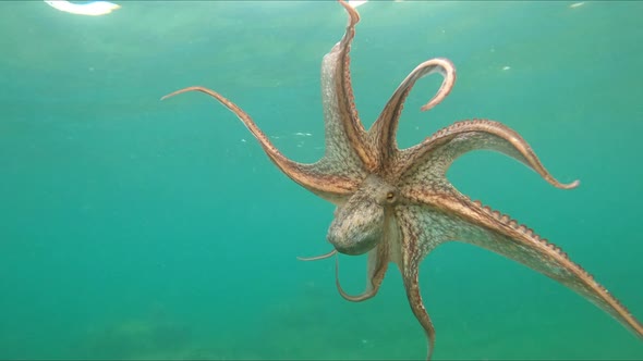 Wild octopus swimming underwater in mediterranean sea. Octopuses at close up view. alt