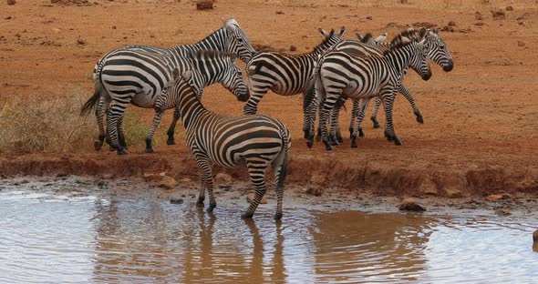 Burchell's Zebra, equus burchelli, Herd Drinking at the Water Hole, Tsavo Park in Kenya alt