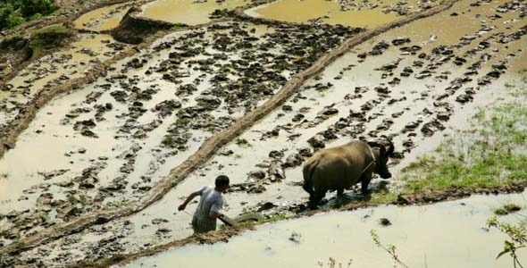 Farming Plowing Ox, No Tractor, Farm Vietnam 3