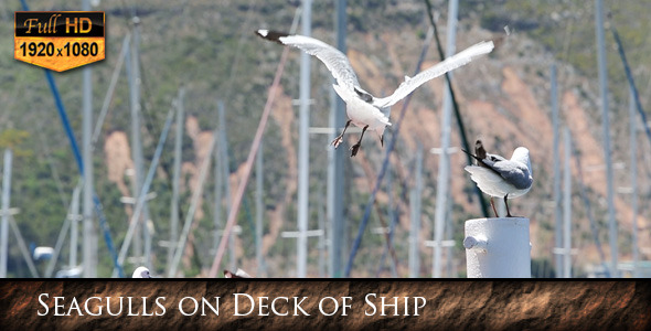 Seagulls on Deck of Ship