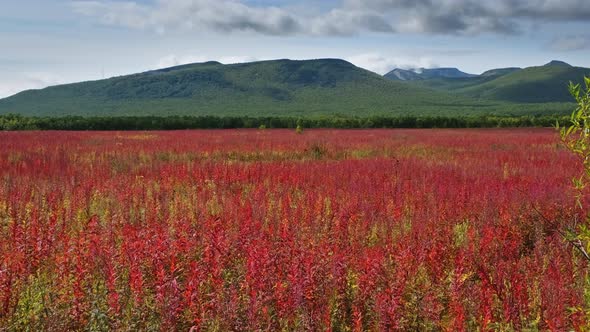 Blooming Flowers Willowherb Field alt