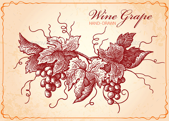 Wine Grapes Vintage Style Illustration - Organic Objects Objects