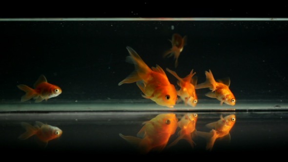Goldfish Swimming, Eating alt