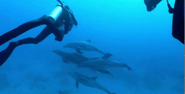 Dolphins and Scuba Divers