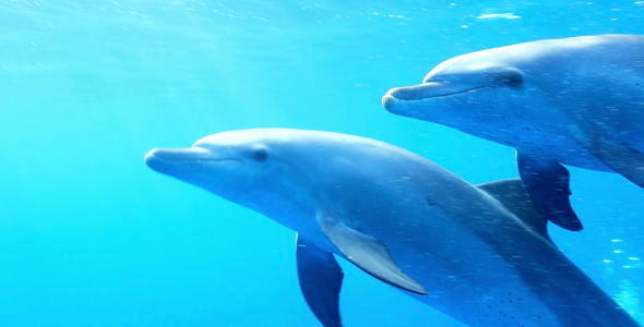 Dolphins in the Sea 02