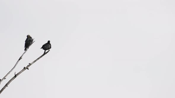 Starlings Cleaning Over the Dry Branch and White Background