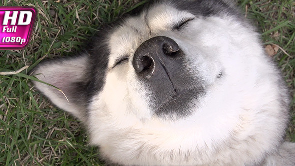 Playing with his Beloved Dog alt